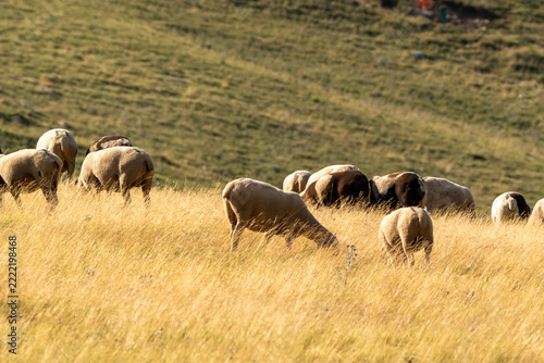 Flock of sheep grazing on golden mountain meadow during late afternoon