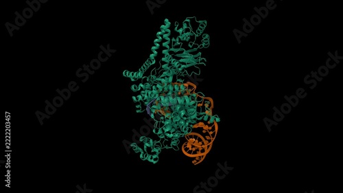 Human LINE-1 retrotransposon ORF2 protein engaged with template RNA in elongation state. Animated 3D cartoon and molecular surface models, pdb 8uw3, black background