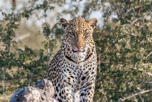 Leopard, Timbavati, South Africa