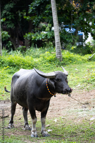 Asian Water Buffalo with Curved Horns Standing on Grass