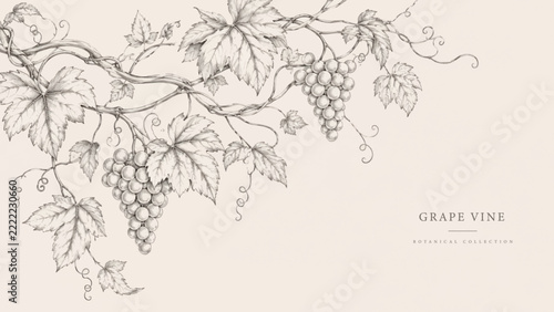 Vintage Grape Vine Botanical Illustration Background with Grapes and Leaves