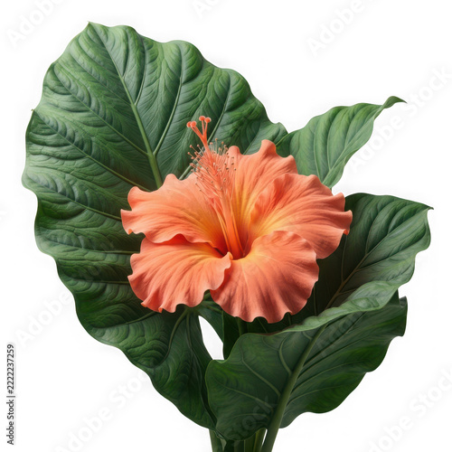 Close-up of vibrant orange hibiscus flower on green leaf isolated on transparent background, illustration