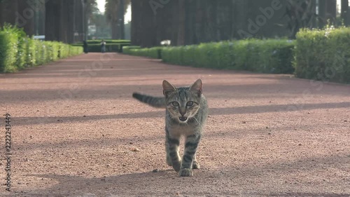 Horizontal 4K footage of a stray tabby street cat walking confidently towards the camera in a park in Casablanca, Morocco. Perfect for wildlife, travel, nature, and documentary video projects.