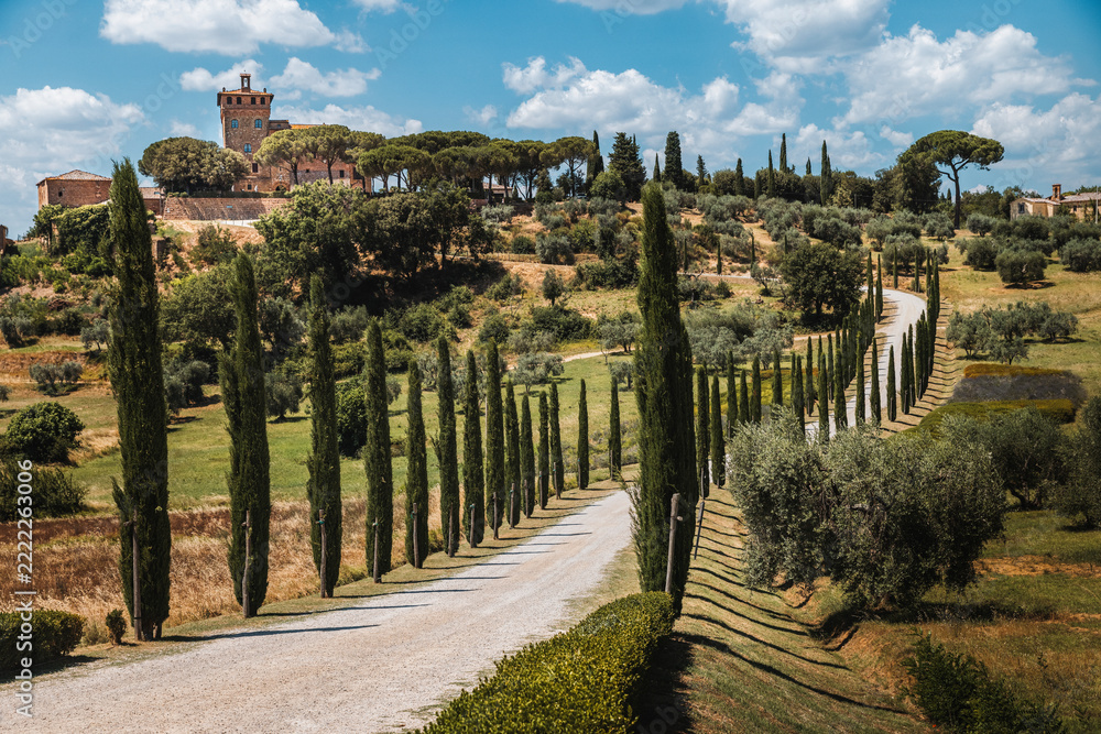 Fototapeta premium Palazzo Massaini in Tuscany, Italy. Scenic winding road lined with cypress trees leading to a historic villa surrounded by olive groves in the beautiful Tuscan countryside.