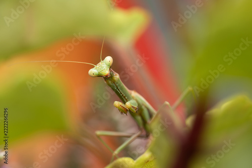 Portrait of a green praying mantis with big eyes and spiked front legs surrounded by blurred leaves