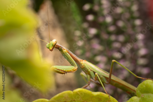 Profile of a green praying mantis with folded front legs on a leaf with pink flowers blurred in the background