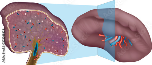 Detailed digital medical illustration of the human spleen showing its external anatomy, internal tissue structure, and blood vessels in a cross sectional cutaway view. 