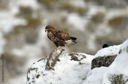 aguila ratonero
