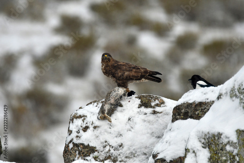 aguila ratonero
