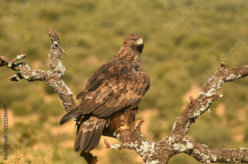 aguila real