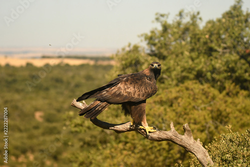 aguila real