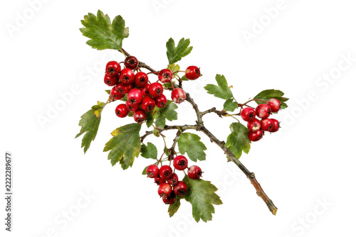 Obraz na plátně Vibrant branch of red hawthorn berries with green leaves, captured on a clean wh