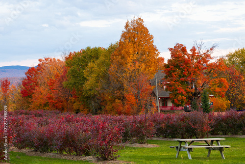 Rows of blueberry bushes in their red fall foliage seen with house hiding behind colourful trees in the background, St. Pierre, Island of Orleans, Quebec, Canada