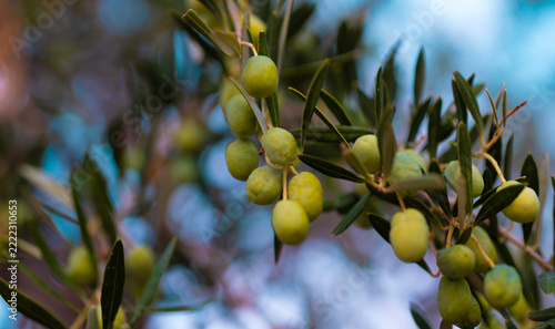 Unripe olives growing densely on olive tree.