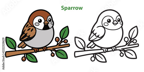 Cute sparrow bird vector illustration with colored and outline