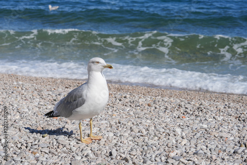 The seagull standing on pebble beach shore with sea waves in background
