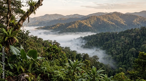 Morning fog between layered tropical forest ridges
