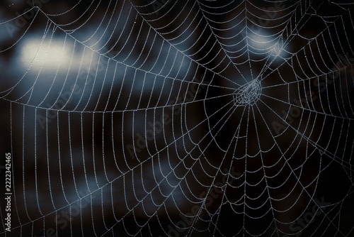Spider web with dew drops on a dark autumn morning. Amazing natural artwork. 
