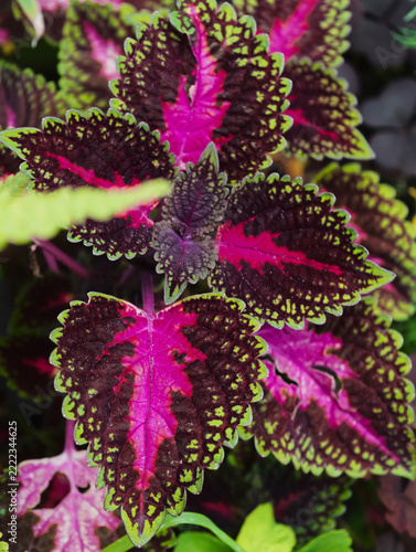 Coleus, an ornamental plant with bright, velvety leaves, macro photo