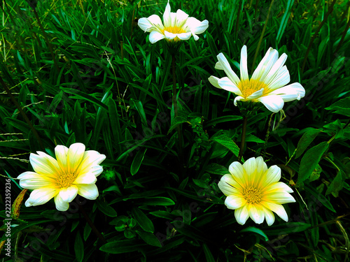 daisy flowers in grass