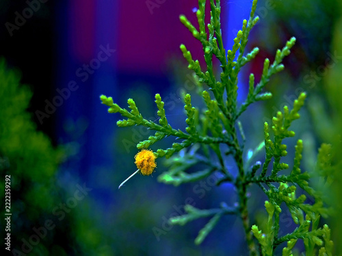 forget me not flowers