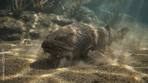 Prehistoric Cephalaspis armored jawless fish swimming over a muddy Silurian seabed, underwater 3D paleoart.
