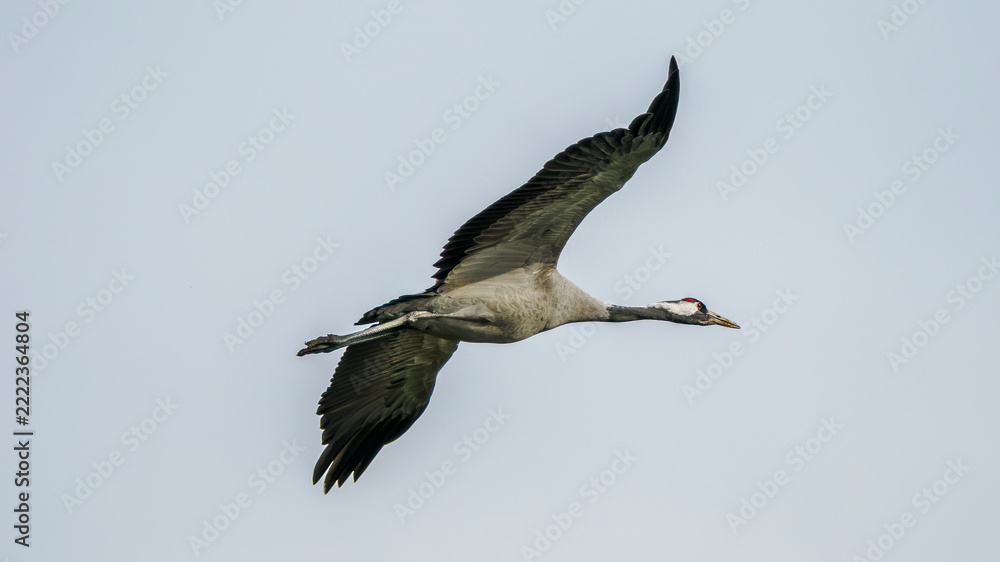 Fototapeta premium migration of common cranes to the south
