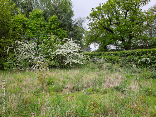 English hedges and grasses