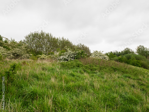 English hedges and grasses