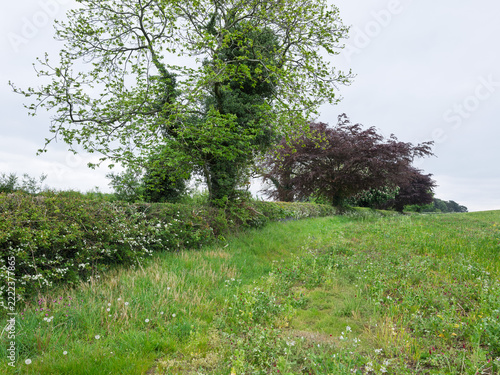 English hedges and grasses