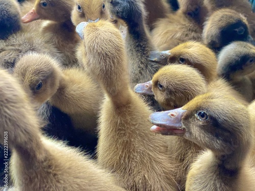 Close Up of Fluffy Ducklings Huddled Together in a Group