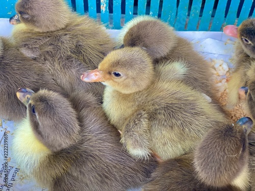 Anas Platyrhynchos Domesticus Ducklings Fluffy Brown Chicks