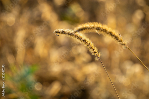 Withered foxtail grass growing in the wild in autumn