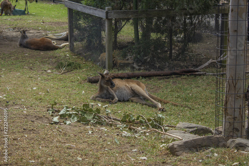 It is a kangaroo at Sydney Zoo.