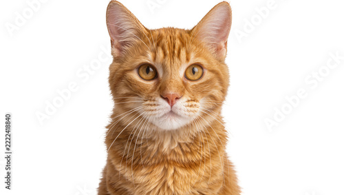 Close-up portrait of a ginger tabby cat with bright eyes, isolated on transparent background