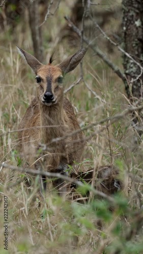  Vertical video, a newborn duiker lamb suckling