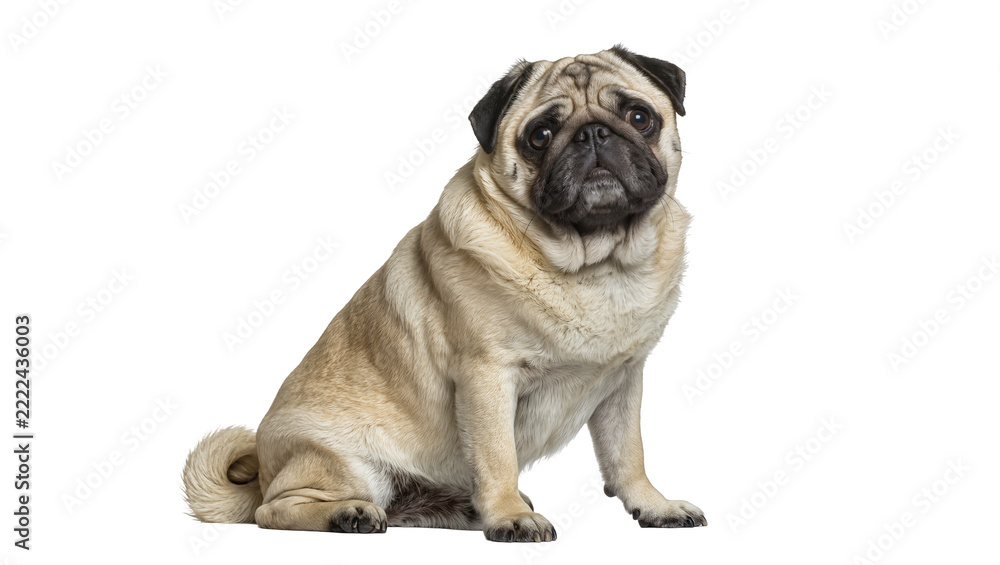 Fototapeta premium Fawn pug dog sitting attentively, isolated on transparent background
