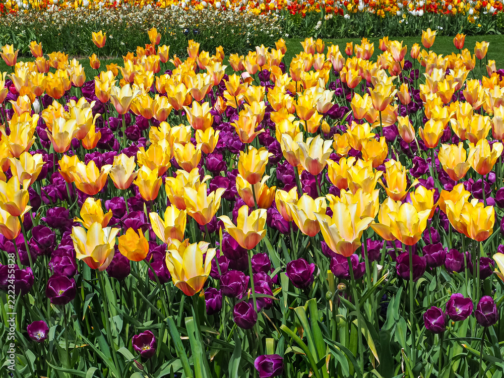 Obraz premium Floral field with numerous blooming colorful tulip flowers in April, close-up. Tulips are spring-blooming, herbaceous, flowering plant of the Liliaceae family. Keukenhof, Lisse, Netherlands.