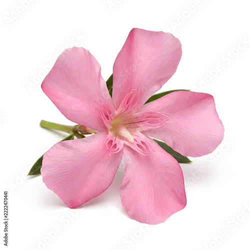 Pink rose flower with green leaves and stem