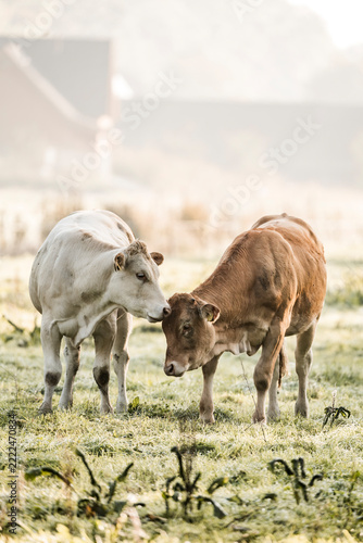Two cows grazing on a frosty pasture at dawn with a misty farmhouse and barn in soft morning light