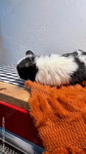 Small black and white baby rabbit walking across a textured basket and blanket setup