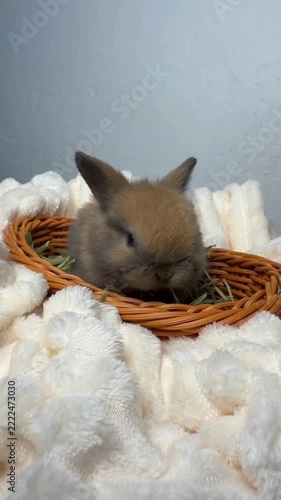 Tiny cute brown baby rabbit nibbling and eating fresh green hay inside a wicker basket