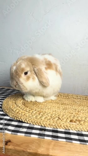 Adorable fawn and white lop-eared rabbit sitting alert on a woven mat with gingham background