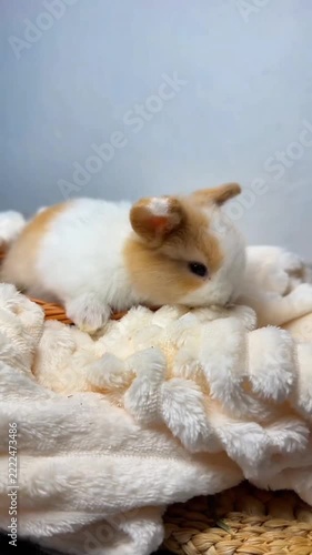 Cute little white and brown baby rabbit resting inside a small wicker basket on a fluffy blanket