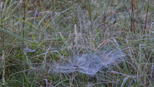 Spinnennetz im Morgentau