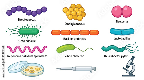 Vector illustration set of bacteria types featuring Streptococcus Staphylococcus and laboratory microscope icons isolated on white background for medical science education infographic