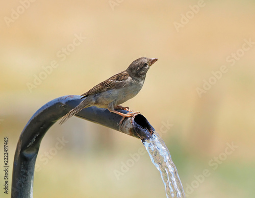Female house sparrow (Passer domesticus) drinking fresh water from a fountain