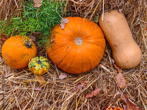 Autumn Harvest Pumpkins for Halloween and Thanksgiving