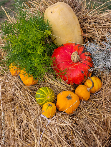 Autumn Harvest Pumpkins for Halloween and Thanksgiving