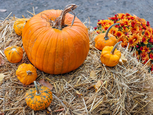 Autumn Harvest Pumpkins for Halloween and Thanksgiving
